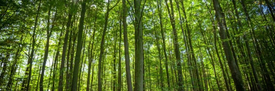 forest trees. nature green wood forest trees. nature green wood