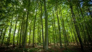 forest trees. nature green wood