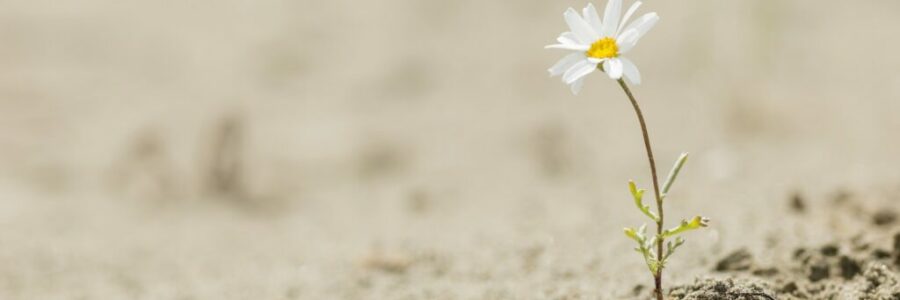 Daisy flower blooming on a sand desert