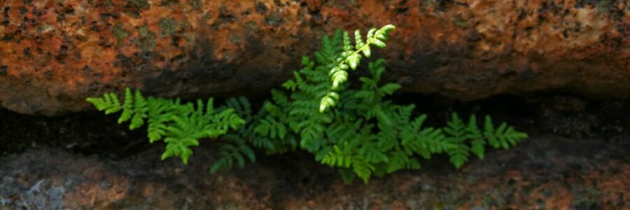 Resilience, growing from within Resilience, growing from within